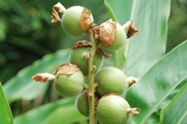 豆蔻的種植方法