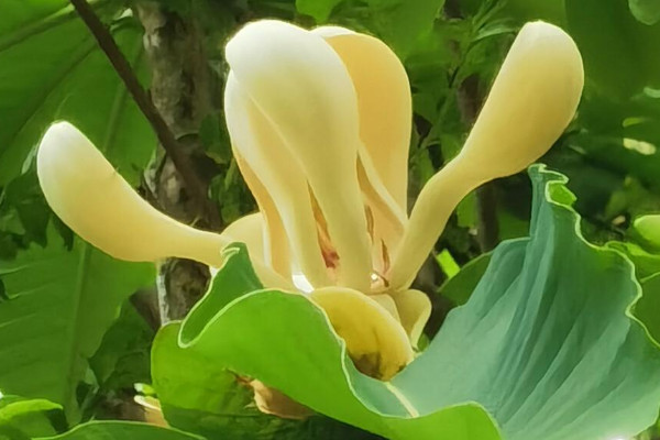 厚樸的種植技術