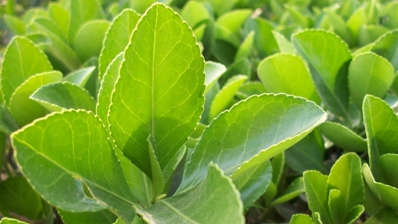 冬青的種植方法