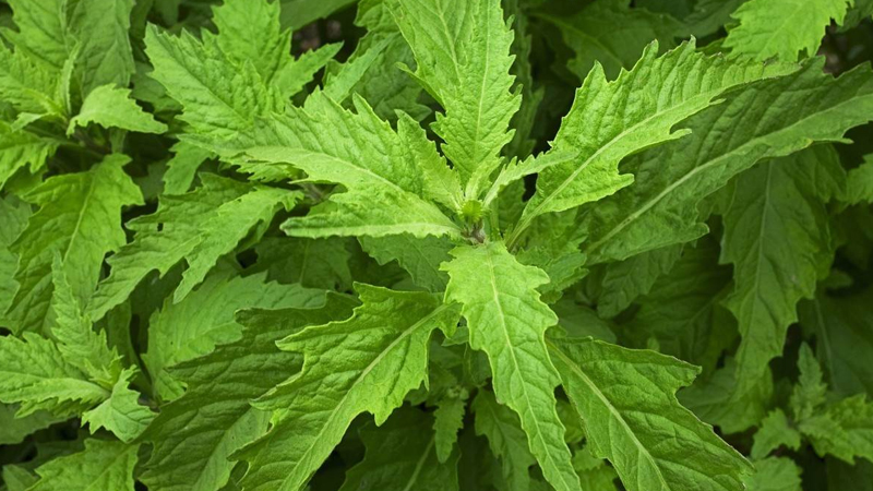 荊芥種植技術