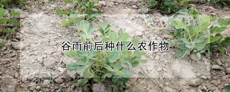 谷雨前后種什么農(nóng)作物