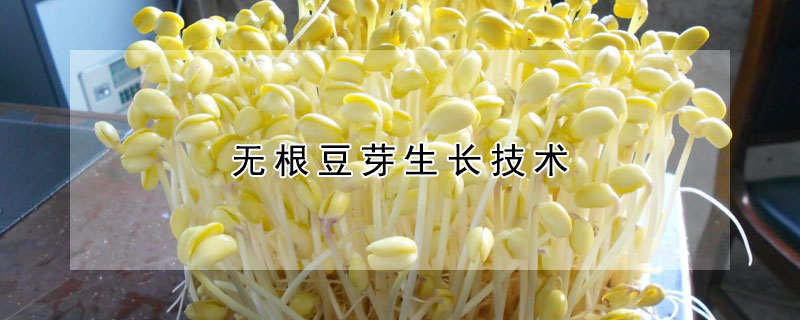 無根豆芽生長技術