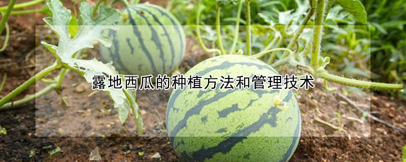露地西瓜的種植方法和管理技術(shù)