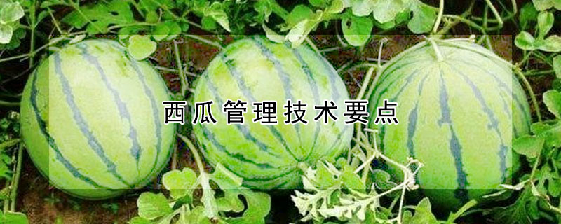 西瓜管理技術(shù)要點(diǎn)