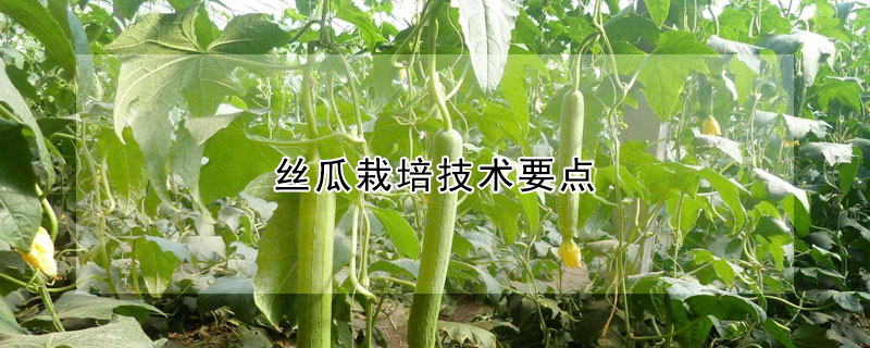 絲瓜栽培技術要點