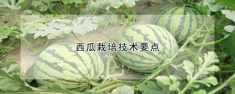 西瓜栽培技術(shù)要點(diǎn)
