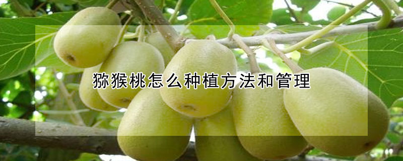 獼猴桃怎么種植方法和管理