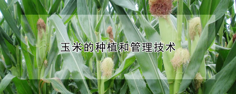 玉米的種植和管理技術(shù)