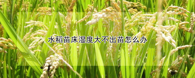 水稻苗床濕度大不出苗怎么辦