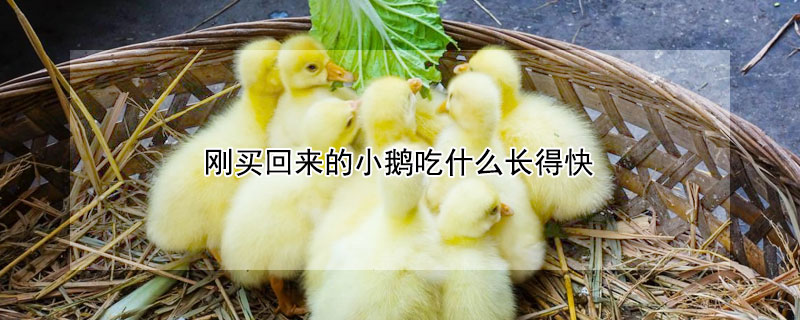 剛買回來的小鵝吃什么長得快