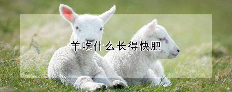 羊吃什么長(zhǎng)得快肥