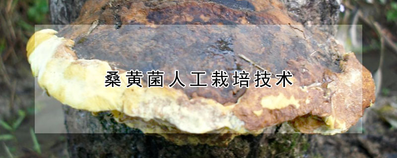 桑黃菌人工栽培技術(shù)