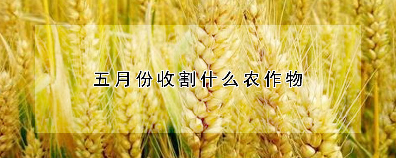 五月份收割什么農作物
