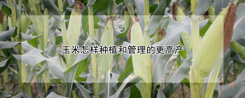 玉米怎樣種植和管理的更高產(chǎn)