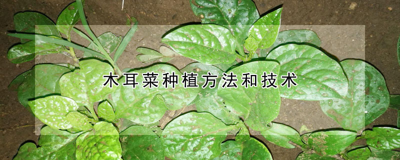 木耳菜種植方法和技術(shù)