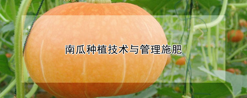 南瓜種植技術(shù)與管理施肥