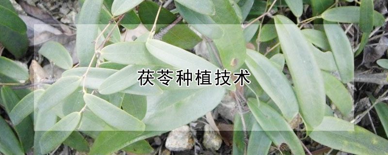 茯苓種植技術(shù)