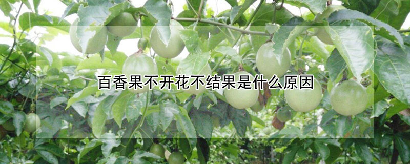 百香果不開花不結(jié)果是什么原因
