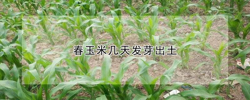 春玉米幾天發(fā)芽出土