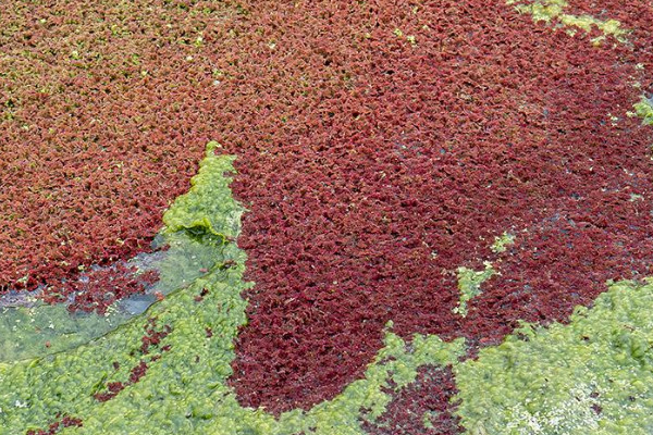 滿江紅是什么植物
