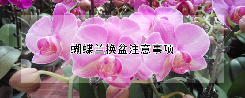 蝴蝶蘭換盆注意事項