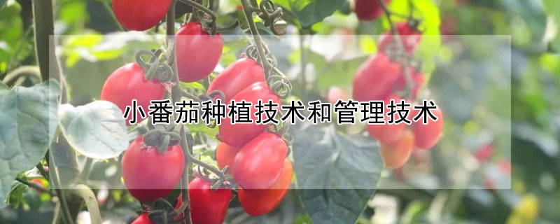 小番茄種植技術和管理技術
