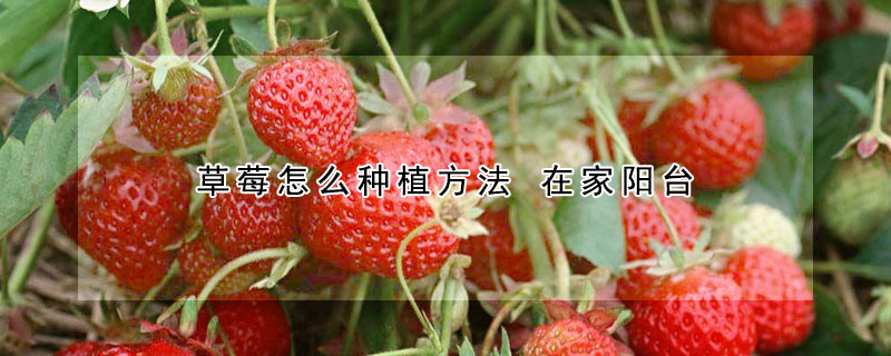 草莓怎么種植方法 在家陽臺(tái)