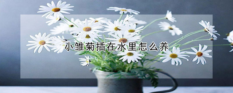 小雛菊插在水里怎么養(yǎng)