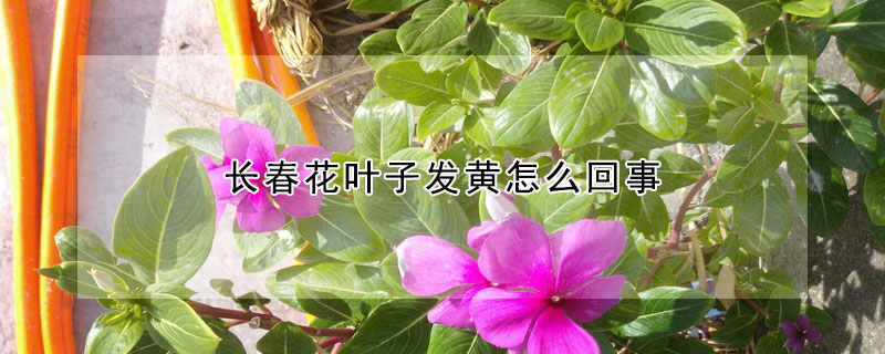 長春花葉子發(fā)黃怎么回事