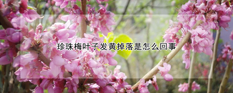 珍珠梅葉子發(fā)黃掉落是怎么回事