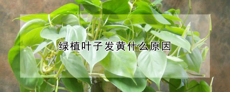 綠植葉子發(fā)黃什么原因