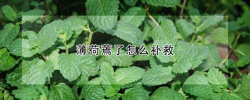 薄荷蔫了怎么補(bǔ)救