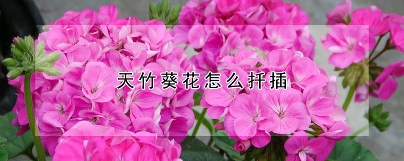 天竹葵花怎么扦插