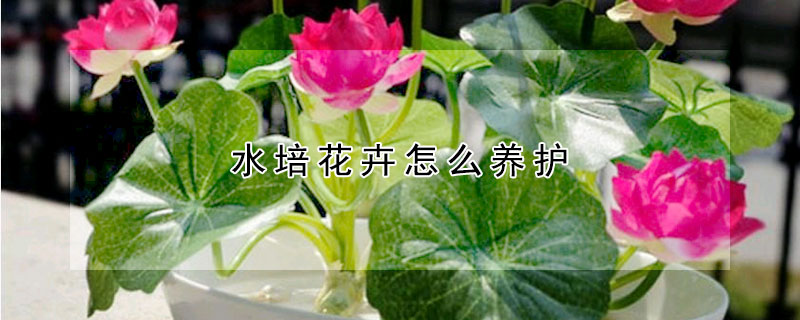 水培花卉怎么養(yǎng)護(hù)