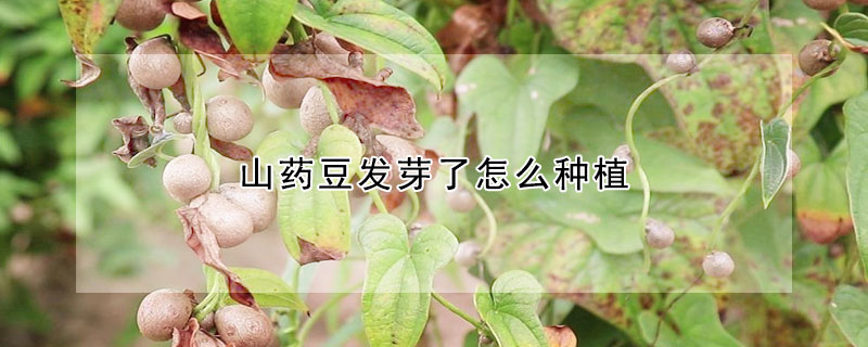 山藥豆發芽了怎么種植