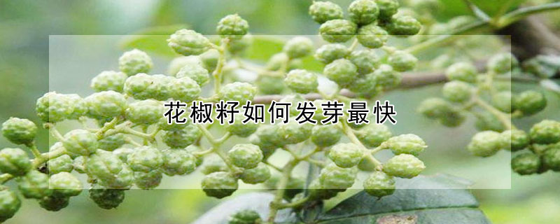 花椒籽如何發芽最快