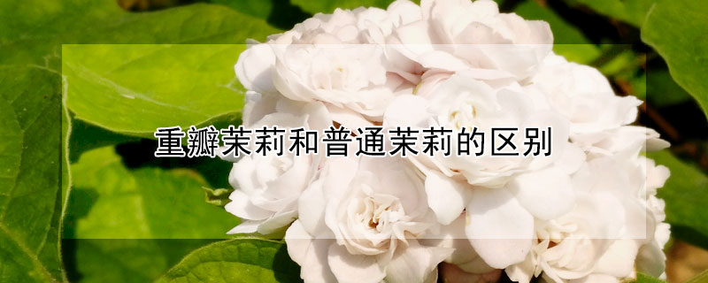 重瓣茉莉和普通茉莉的區(qū)別