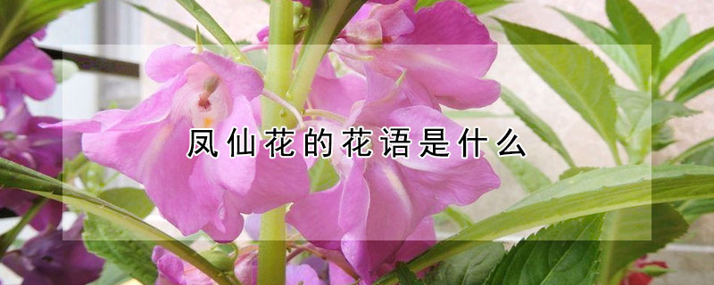鳳仙花的花語(yǔ)是什么