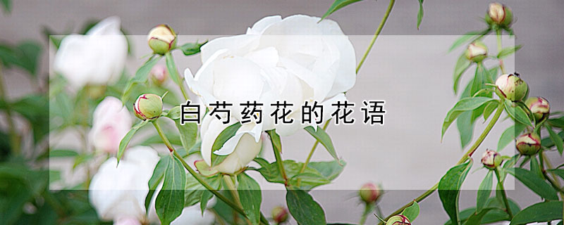 白芍藥花的花語(yǔ)