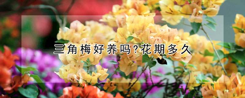 三角梅好養(yǎng)嗎?花期多久