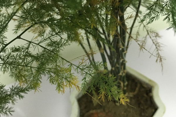 文竹葉子黃了怎么辦
