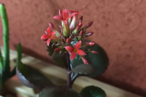 長壽花如何快速開花