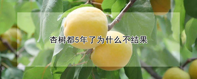 杏樹都5年了為什么不結果