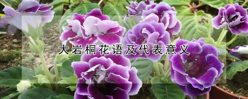大巖桐花語(yǔ)及代表意義