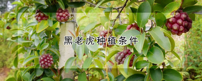 黑老虎種植條件
