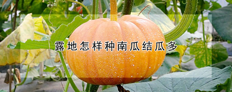 露地怎樣種南瓜結(jié)瓜多