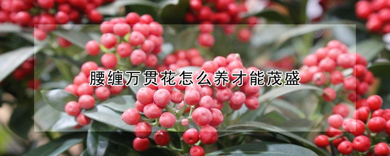 腰纏萬貫花怎么養才能茂盛