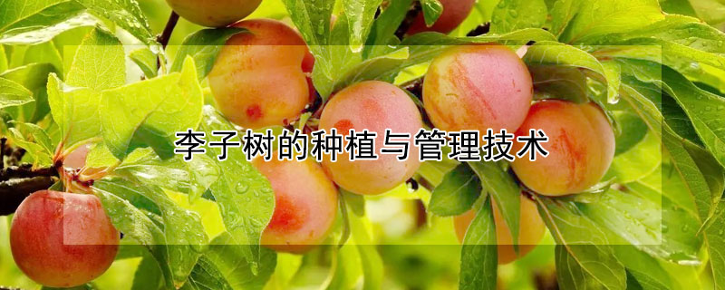 李子樹的種植與管理技術(shù)