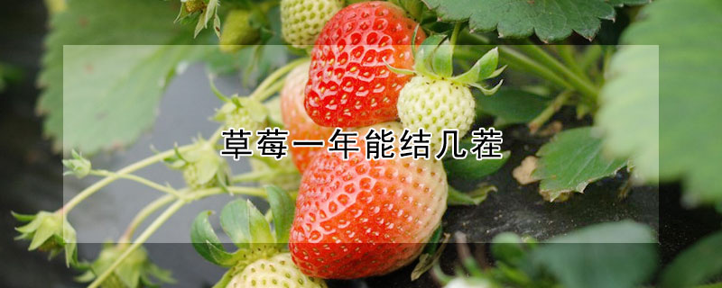草莓一年能結(jié)幾茬