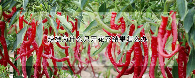 辣椒為什么只開花不結果怎么辦